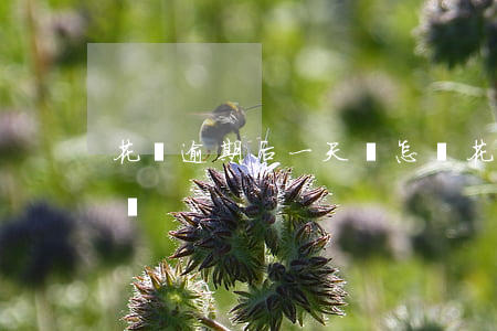 花唄逾期后一天會怎樣(花唄逾期后一天會怎樣)