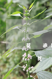 花唄逾期后一般多久可以恢復(fù)使用-花唄逾期多久可以恢復(fù)使用資格