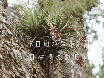 花唄逾期后不能最低還款(花唄逾期了能不能還按照最低還款值還款)