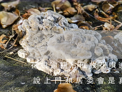 花唄逾期后催收(花唄逾期后催收人員打電話說上門和居委會是真的假的)
