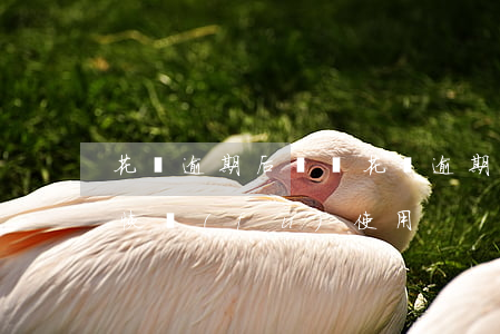 花唄逾期后償還(花唄逾期后還款后多長時間恢復(fù)使用)