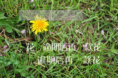 花唄逾期后再還款花唄還能正常使用嗎?-花唄逾期后再還款花唄還能正常使用嗎安全嗎