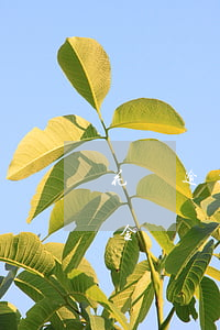 花唄逾期后利息怎么算(花唄逾期利息是按總金額還是逾期金額)