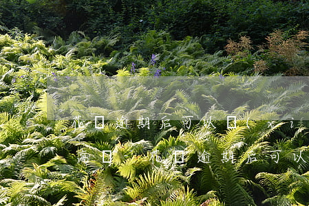 花唄逾期后可以協(xié)商還款成功率高嗎-花唄逾期后可以協(xié)商還款么