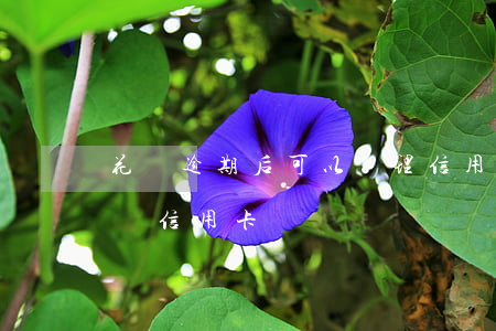 花唄逾期后可以辦理信用卡嗎(花唄逾期還能辦信用卡嗎)