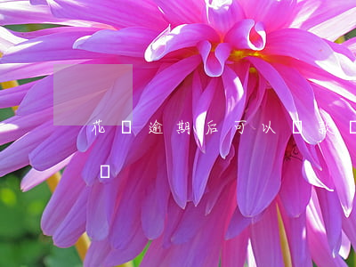 花唄逾期后可以還款嗎 花唄逾期后可以還款嗎