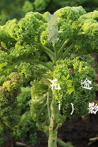 花唄逾期后多久影響消除(花唄逾期會(huì)影響貸款嗎?多長(zhǎng)時(shí)間可以恢復(fù)?)