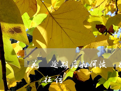 花唄逾期后如何恢復征信(花唄逾期后如何恢復征信)