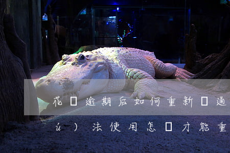 花唄逾期后如何重新開通(花唄逾期后無(wú)法使用怎樣才能重新開通)