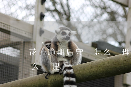 花唄逾期后守約怎么處理(花唄逾期后守約怎么處理)