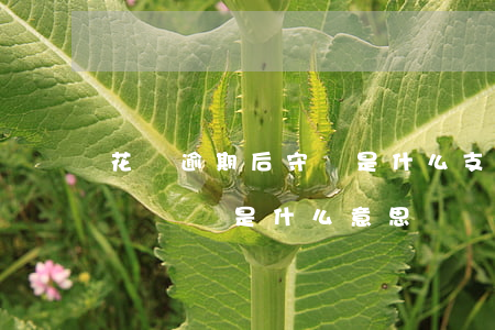 花唄逾期后守約是什么(支付寶花唄逾期已守約記錄是什么意思)