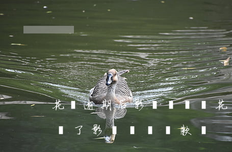 花唄逾期后影響車貸嗎(花唄有過逾期,但是都還了,影響買車貸款嗎)