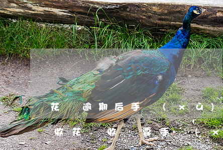 花唄逾期后手續(xù)費(fèi)怎么收(花唄收賬要手續(xù)費(fèi))