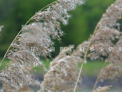 花唄逾期后扣多少信用分(花唄信用最高多少分)