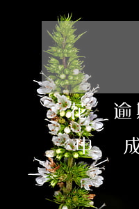 花唄逾期后掉分怎么恢復(花唄負面記錄逾期申訴成功恢復花唄額度)