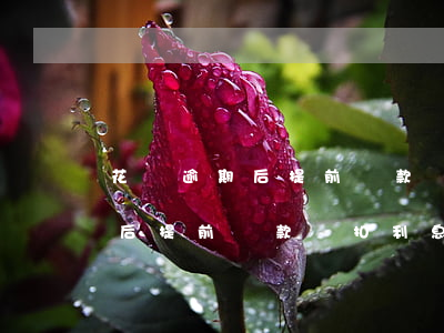 花唄逾期后提前還款還扣利息嗎-花唄逾期后提前還款還扣利息嗎怎么辦