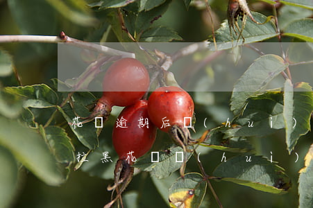 花唄逾期后會(huì)不會(huì)被拉黑(花唄會(huì)不會(huì)拉黑名單)
