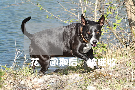 花唄逾期后會被催收嗎