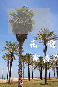 花唄逾期后有什么影響怎么不能用-花唄逾期后有什么影響怎么不能用了