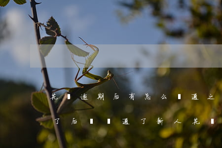 花唄逾期后有怎么開通(之前花唄逾期不能用了后來開通了新人花唄)