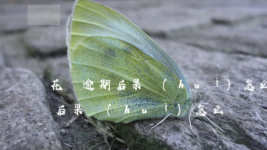 花唄逾期后果會(huì)怎么樣(花唄逾期后果會(huì)怎么樣)