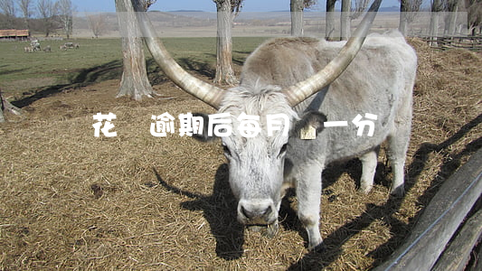 花唄逾期后每月漲一分