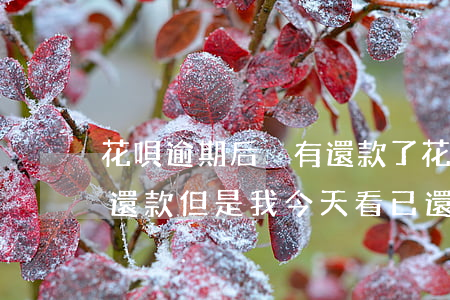 花唄逾期后沒有還款了(花唄已逾期但是我沒還款但是我今天看已還款)