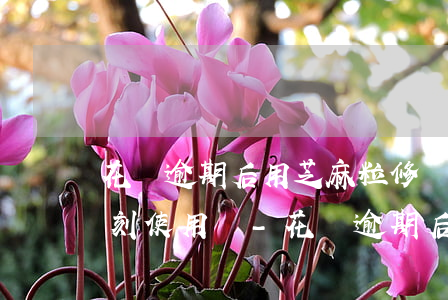 花唄逾期后用芝麻粒修復(fù)后可以立刻使用嗎-花唄逾期后用芝麻粒修復(fù)后可以立刻使用嗎