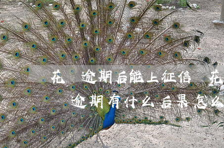 花唄逾期后能上征信嗎(花唄逾期上征信嗎?花唄逾期有什么后果怎么可以用)
