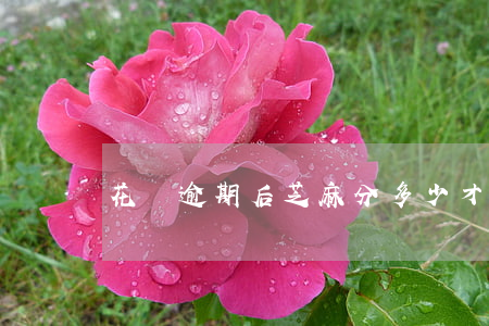 花唄逾期后芝麻分多少才能恢復(fù)-