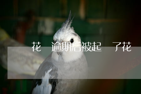 花唄逾期后被起訴了(花唄逾期后被起訴了)