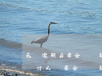 花唄逾期后要全額還款(螞蟻花唄分期逾期了為什么還要全額還款)