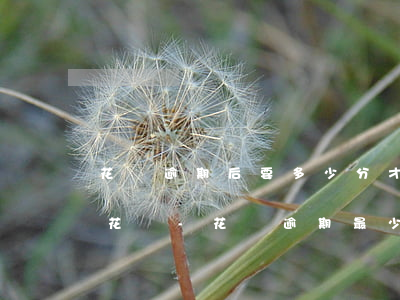 花唄逾期后要多少分才能繼續(xù)使用花唄-花唄逾期最少需要多少時(shí)間才可以正常使用