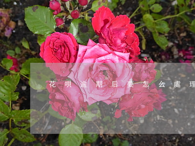 花唄逾期后要怎么處理