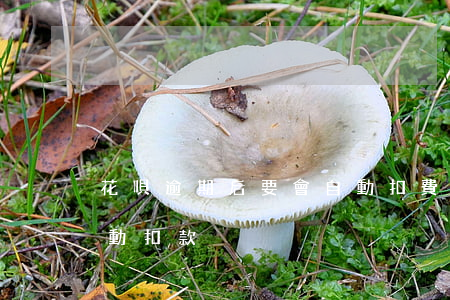 花唄逾期后要會自動扣費(花唄到期會不會自動扣款)