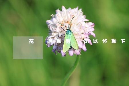 花唄逾期后還可以分期下月還嗎-