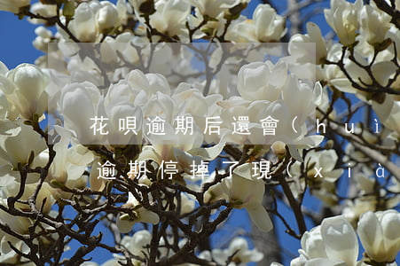 花唄逾期后還會(huì)提額嗎(之前花唄逾期停掉了,現(xiàn)在恢復(fù)使用了還能提額嗎?)