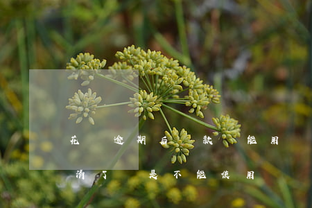 花唄逾期后還款還能用(為什么花唄逾期后還清了還是不能使用)