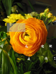 花唄逾期后還清了多久不能使用-花唄逾期后還清了多久不能使用了