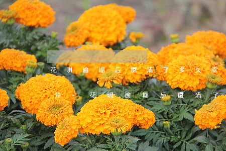 花唄逾期后還清了多久能恢復(fù)信用分-花唄逾期后還清了多久能恢復(fù)信譽(yù)