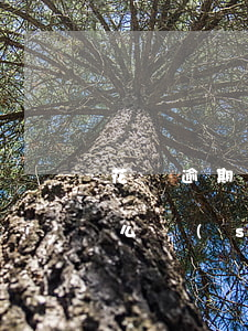 花唄逾期后還能不能用(花唄逾期不可用了什么時(shí)候可以再次使用)