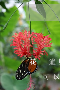 花唄逾期后還能使用么(花唄還款后不算逾期還可以使用花唄嗎)