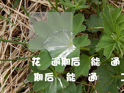 花唄逾期后還能開通個體工商戶嗎-花唄逾期后還能開通個體工商戶嗎