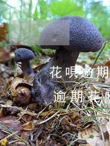 花唄逾期后重新評(píng)估不了(沒有逾期花唄系統(tǒng)評(píng)估無法使用要多久恢復(fù))