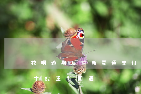 花唄逾期后重新開通(支付寶花唄逾期后怎么才能重新開通)