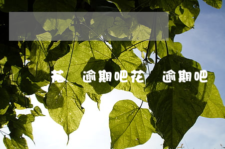 花唄逾期吧(花唄逾期吧)