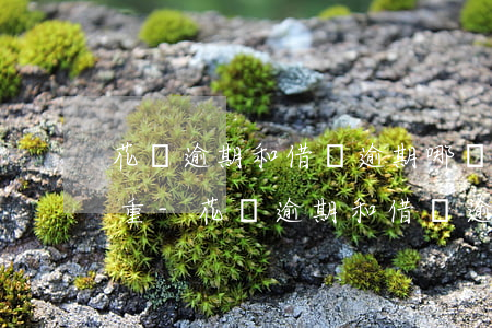 花唄逾期和借唄逾期哪個比較嚴(yán)重-花唄逾期和借唄逾期哪個比較嚴(yán)重些