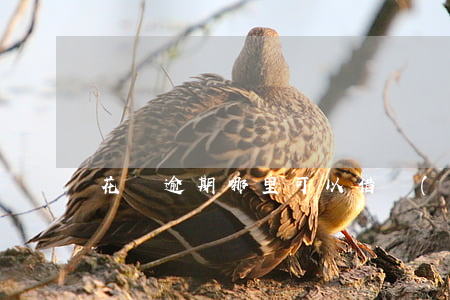 花唄逾期哪里可以借錢(qián)