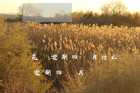 花唄逾期四個月,什么時間可以重新使用（花唄逾期四個月）