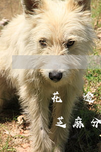 花唄逾期四個月芝麻分(花唄多久不還會降低芝麻分)